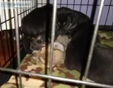 Mixed breed puppies