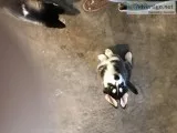 ACA SIBERIAN HUSKY PUPPIES