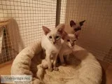 Siamese Kitten female and male