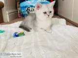 British Shorthair Pedigree Kittens