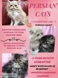Persian kittens