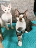 Charming Devon Rex Purebreds