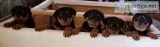 AKC German Yugoslavian Rottweiler Puppies