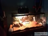 Older female bearded dragon with everything