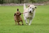 Senior Day Care -  Capitol Canine Club
