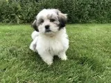 SHIH TZU Puppies  600