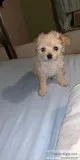 8 week old puppies
