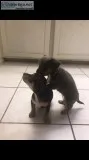 Pomchie and Chiweenies