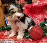Parti Yorkie AKC