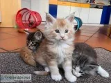 Maine Coon kittens purebred 10 weeks