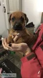 Boxerhound mix