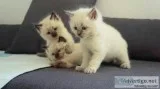2 White Ragdoll kittens