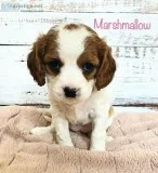 Female Cavapoos (Cavalier King Charles x Poodle) (Cavadoodle)