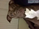 American Pitbull for sale