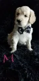 Beautifull goldendoodle puppies