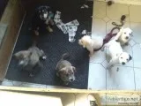 Puppies