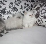 Cream White persian kittens