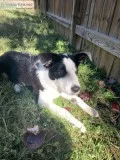 Border Collie Puppy for sale