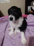 Aussiedoodle puppies