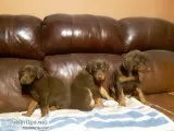 Doberman puppies
