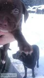 Pitbull lab x puppies