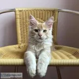 Male and Female Maine c--n kittens 300 each