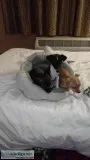 3 SMALL FUN AND INCREDIBLY ADORABLE PUP S