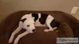 Female Pit Need a great family