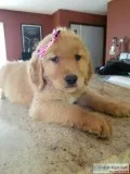 Golden Retriever Puppies AKC for sale