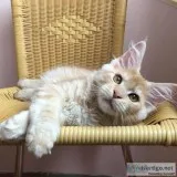 Amazing cute FemaleMale Maine c--n ready for sale 300 each