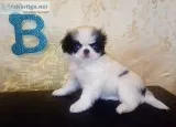 Japanese chin