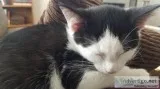 Roo (kitten)