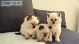 White Ragdoll kittens