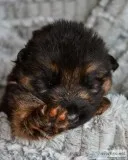 German Shepherd pups from Titled imported male