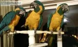 Rare Blue Throated Macaw