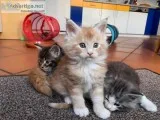 2 10 weeks Maine Coon kittens purebred