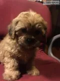 Yorkie Poo tzu puppies