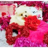 Puppies Pomeranian
