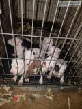 Beautiful 6 week pitbull puppies Eli redboy Jocko