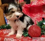 AKC parti Yorkie male