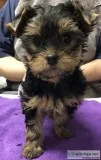 Yorkies