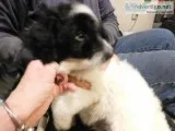 MINNIE F1B BORDERDOODLES and 2 REG CKC STANDARD POODLES
