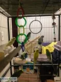 Parakeets for sale