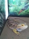 2 Adult Bearded Dragons