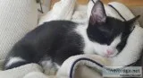 Ruth (kitten)