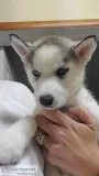 Siberian husky puppies