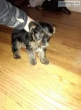 Yorkshire Terriers