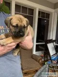 Boerboel Puppies (South African Mastiffs)