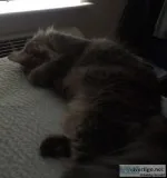 Loving home needed