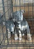Standard American bully pup